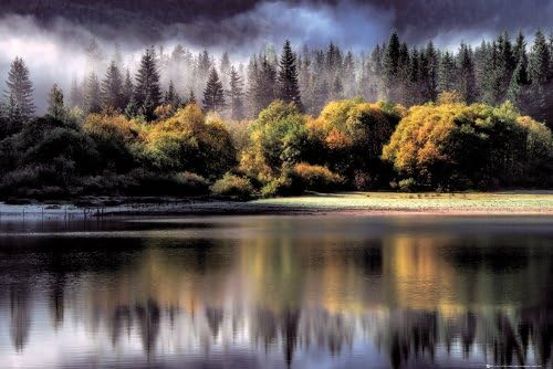 GB eye LTD, Forest, Autumn Lights, Maxi Poster, 61 x 91.5 cm, Wood, Multi-Colour