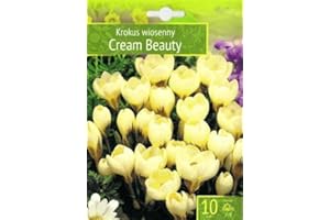 AGRONOM TESTED IN THE GARDEN AGRONOM | CROCHI - CREAM BEAUTY | Bulbi fiori perenni | Fiori Giallo | Si coltivano in giardini fioriti, in vaso, piantati in prati fioriti | Confezione da 10 Bulbi fiori