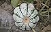 Produktbild Farmerly Scallop Summer Squash Pattypan with Green Stripes 40 Seeds