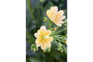 Lewisia cotyledon – Porzellanrösschen – Bitterwurz, gelb - im Topf 11 cm, in Gärtnerqualität von Blumen Eber - 11 cm