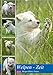 Welpen Zeit - Berger Blanc Suisse (Wandkalender 2020 DIN A2 hoch): Weiss wie Schnee, rot wie Blut und schwarz wie Ebenholz, so könnte man den Berger ... (Monatskalender, 14 Seiten ) (CALVENDO Tiere) by
