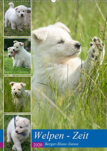 Welpen Zeit - Berger Blanc Suisse (Wandkalender 2020 DIN A2 hoch): Weiss wie Schnee, rot wie Blut und schwarz wie Ebenholz, so könnte man den Berger ... (Monatskalender, 14 Seiten ) (CALVENDO Tiere)