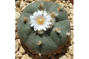 EXOTIC PLANTS Lophophora williamsii - Peyote - 10 Samen