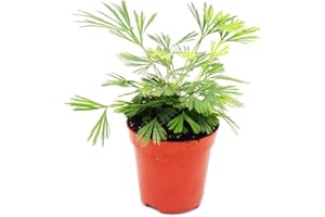 Exotenherz - Mini planta - Actiniopteris australis - Helecho de hoja de palma - Ideal para pequeños cuencos y vasos - Planta de bebé en maceta de 5,5 cm