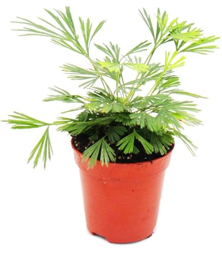 monstera climbing Moss Pole Monstera Plant Support  Limegoods