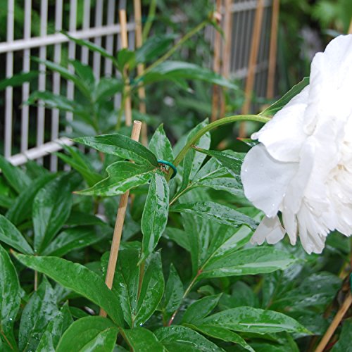 100 Blumenstäbe aus Bambus | Ø 5 mm | zu verwenden als Pflanzenstütze, Rankstäbe bzw. als Pflanzstäbe | 90 cm lang | extrem stabil - 7