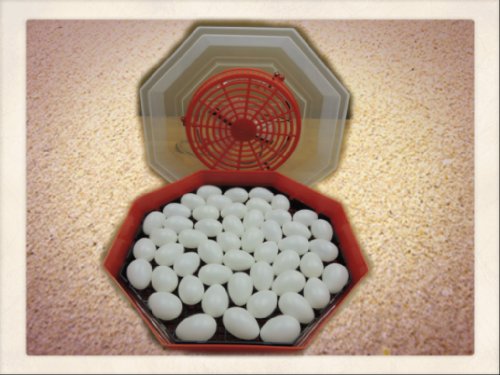 Inkubator/Brutkasten/Brutmaschine/Brutapparat/Brüter/Incubator Campo24 C1 ® - 2