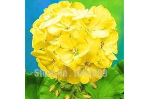 SVI frescas 100 unidades semillas de geranio de flores para la Plantación amarillo