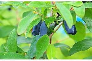 ZAC WAGNER Die Sibirische Blaubeere"besonders große Früchte und sehr gesund"