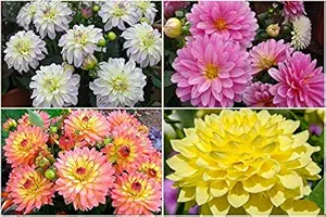 FERNSFLY Flower Bulbs IMP. Dahlia | Dhalia | Dahalia Perennial Flower Bulbs Attractive Aromatic Flower Home Outdoor Gardening Flowering Bulbs (Pack Of 6 The Gallery Mutli Collection)