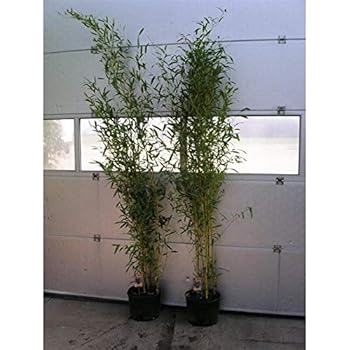 Horstbildender Bambus"Pingwu" (Fargesia robusta