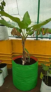 YUVAGREEN Plastic Big Size Terrace Gardening Grow Bag for Fruits, Banana, 24x24inch, 2x2ft (EA11, Green)