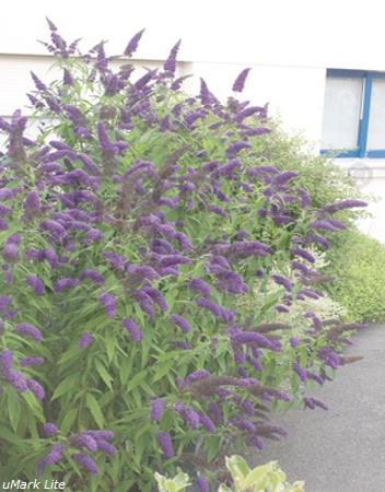 Beetpflanzen (Buddleja blau (Sommerflieder)
