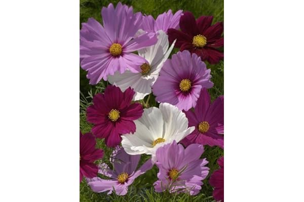 TROPICA - Mélange Cosmos bipenné (Cosmos bipinnatus) - 100 graines - Fleurs d'été