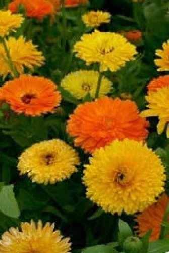 Just Seed - Blume - Ringelblume (Calendula officinalis) - Pacific Beauty Mix - 5000 Samen