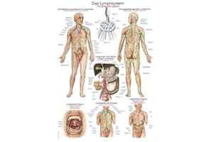 ‎ERLER-ZIMMER Lehrtafel"Das Lymphsystem", 70x100cm