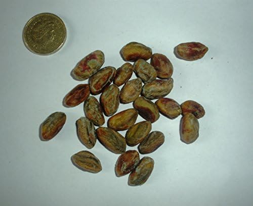 Pistachio Nut, Pistachio vera, 50 Seeds