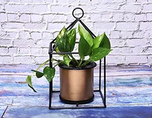 HINS Black Hanging Solid Stand With Golden Flower Plant Pot Metal Pots For Indoor Plants I Elevated Garden Planter I Raised Planter I Desk Plant I Raised Planter Box I Ascent Homes Metal Planter I Raised Planter Box With Legs I Brass Pots For Indoor Plants I Golden Planter I Mid Century Plant Stand I Brass Planters For Indoor Plants I Indoor Plant Stand For Living Room I Metal Planters Pot For Indoor Plants designer pots for indoor plants