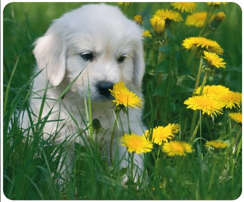 "GOLDEN RETRIEVER WELPE" (MOTIV 40) Hunde-Mousepad: Qualitäts-Mauspad aus extrem reissfestem Spezialkautschuk mit stark haftender Unterseite für optimalen Halt - kompatibel für alle Maustypen