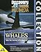Produktbild Discovery Channel Whales [Import]