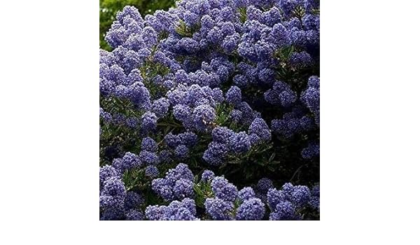 Pot A 9cm Californie Lilas Shop Meeko Ceanothus Blue Mound Jardinage Plantes D Exterieur