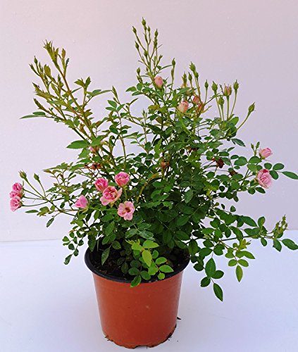 Topfrose duftend gefüllt kleinblütig „LillyRose™“ Neuheit 2017 winterhart im 12er Topf für Ihren Garten oder Balkon - 3