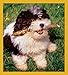 Produktbild Shih Tzu Puppy (Ready To Play)