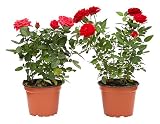  Rosal Mini Planta Rosas Natural con Maceta con Flor de Colores Surtidos