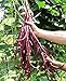 Produktbild Generic Seeds: 6 Seeds, or / : Red Yardlong Bean Seeds Many Sizes Asparagus Noodle Yard Long by Zellajake 66C