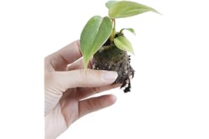 PLNTS - Baby Philodendron Philodendron Gloriosum (dark Form) - Zimmerpflanzen, Pflanzen Echt, Nachhaltige Verpackung - 3cm Stecklinge - Höhe 10cm - Direkt von der Gärtnerei
