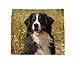 Price comparison product image Bernese Mountain Dog Soft Microfibre Lens Screen Cleaning Cloth