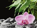 KÜNSTLER: scorpp I Rosa Orchidee auf schwarzen Zen Steinen mit Kiesel, Bambus und Wasser I Holt das entspannende Asia-Gefühl in Ihr Zuhause