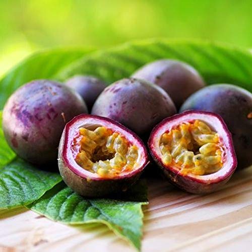 Passiflora edulis (Maracuja o Frutto della Passione) [Vaso Ø15cm]