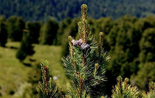 Original Tiroler ZirbenKissen - 4