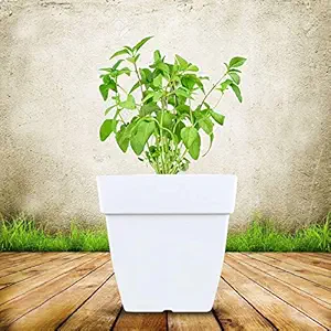 Kraft Seeds Plastic Planter, White, Pack of 50