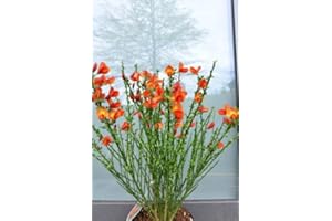 PLANTENWELT WIESMOOR Ginster gelbrot Cytisus scoparius Lena 40-60 cm hoch im 3 Liter Pflanzcontainer