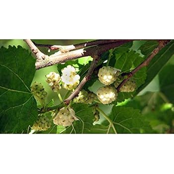 Gelso Nero Dolce - Pianta Da Frutto Vera Per Esterno, Albero Da Giardino - Foto 7