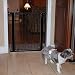 Cardinal Auto Lock Pressure Pet Gate - Automatically Locks When Closed - Black - PG-35/B RS.13599.00