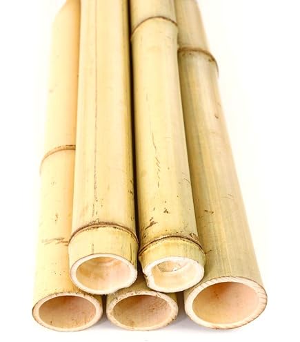 bambus-discount.com 5er Set Bambusrohr ca. 600cm Moso gelb Gebleicht mit  4,8-6cm Durchmesser - Bambusstangen Bambusstbe ca. 6m lang (BAYS6005) :  Amazon.de: Garten