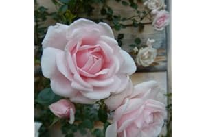 New Dawn (Rosa rampicanti/Rambler) - (Pianta rampicante - Rosa - Pianta adulta) - Muri e recinzioni, Pergola, Balconi e terrazze | ClematisOnline - clematidi e rampicanti più economiche