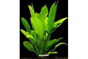 WFW WASSERFLORA Große Amazonas-Schwertpflanze/Echinodorus bleheri, Aquariumpflanze, barschfest