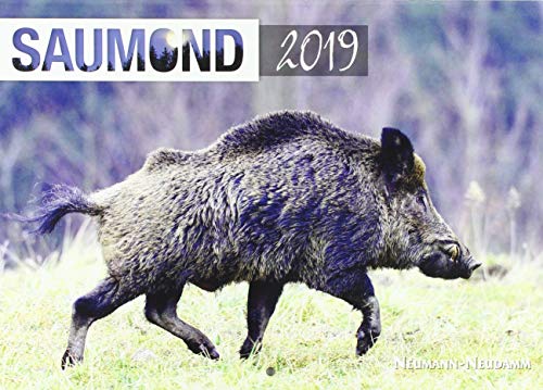 Saumond 2019