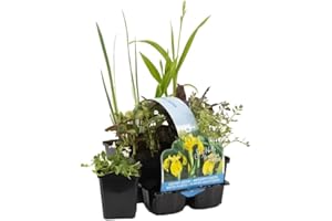 BLOOMIQUE 6x Mix di piante native per laghetti – Zona 2 e 3 – Manutenzione ridotta - ⌀9 cm - 15-25 cm