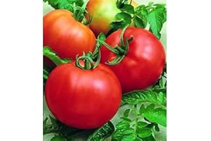 JOYGIFT piantine di pomodori,pomodori per insalata tondo liscio 20 piante