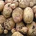 Produktbild Portal Cool 20: Saatkartoffeln Lady Balfour. Maincrop. Hervorragende Vielfalt für Bio-Growers
