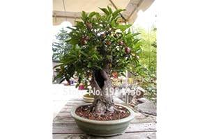 Bloom Green Co. Promotion! 20 Pcs Rare Olive Bonsaï (Olea Europaea) Mini Arbre des plantes pour la maison Bricolage, Exotique Pots de fleurs Pots: 3