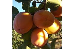 VIVEROS LA DAMA Kaki o Caqui - Maceta 26cm. - Altura a prox. 1'50m. - Planta viva - (Envíos sólo a Península)