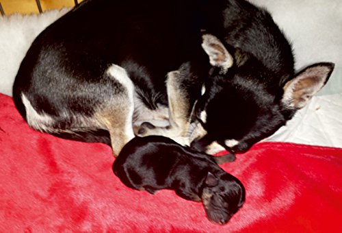 KOZEEPET-Puppy-Electric-Heat-Pad-Mat-Vinyl-Heated-Cat-Dog-Bed-Pet-Whelping-Box
