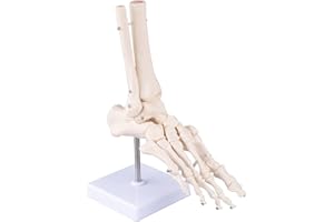bcenyaz Scientific Human Foot Ankle Model - Life Size Medical Anatomy Foot Skeleton Model Foot Ankle Anatomy Model with Base