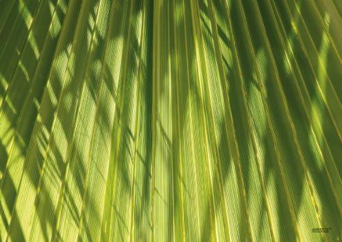 ARTIPICS Quadrino Table Set "Palm Leaf, Set of 4 Placemats Washable